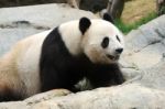 Panda Stock Photo