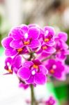 Group Of Purple Orchid Flowers Stock Photo