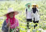 Farmers In Cassava Field Stock Photo