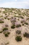 Sand Dune Vegetation Stock Photo