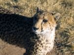 Cheetah In Namibia Stock Photo