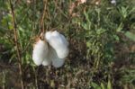 Cotton Plants Stock Photo