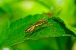 Brown Bug In Green Nature Stock Photo