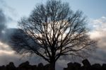 Silhouette Of Tree On Winter Sunset Sky Stock Photo