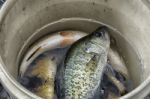 Bucket Of Fish Stock Photo