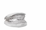 Mould Of Human Teeth Stock Photo