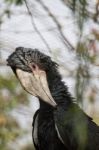 Silvery-cheeked Hornbill Stock Photo