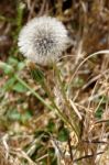 Dandelion (taraxacum) Seed Head Stock Photo