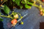 Strawberries In The Field Stock Photo