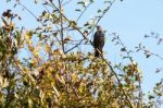 Starling Alert And Watchful Stock Photo