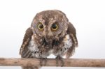 Oriental Scops Owl Isolate On White Background Stock Photo