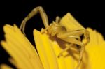 Yellow Crab Spider Stock Photo