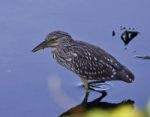 Isolated Image Of A Funny Black-crowned Night Heron In The Water Stock Photo