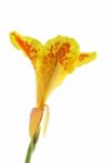 Canna Flower On White Stock Photo