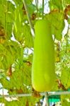 Wax Gourd Or Chalkumra Or Winter Melon Stock Photo