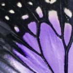 Purple Butterfly Wing Stock Photo