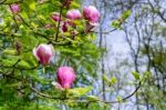 Pink Magnolia Flowering Stock Photo