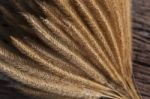 Close Up Dry Grass Seed Bouquet On Wood With Beautiful Light Use Stock Photo