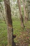 Rubber Tree Plantation Stock Photo