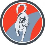 Huskie Sled Dog Circle Retro Stock Photo