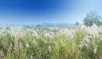 White Grass Flower Field With Blue Sky Background Stock Photo