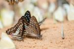 Diversity Of Butterfly Species,butterfly Eating Salt Licks On Ground Stock Photo