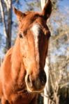 Horse In The Paddock Stock Photo