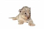 Baby Lion Isolated Stock Photo