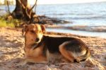 Mongrel Dog On The Beach Stock Photo