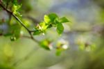 Spring Foliage. Young Green Leaves Stock Photo