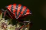 Graphosoma Lineatum Stock Photo