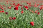 Field Of Poppies In Sussex Stock Photo