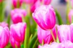 Pink Tulip In Garden Stock Photo