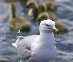 Beautiful Background Of A Gull And The Canada Geese Near The Lake Stock Photo