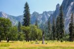 Dead Tree In The Yosemite Landscape Stock Photo