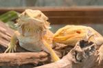 Central Bearded Dragon (pogona Vitticeps) Stock Photo