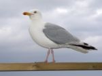 Herring Gull Stock Photo