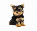 Yorkshire Terrier Puppy Stock Photo