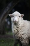 Curious Sheep Stock Photo