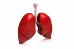 Human Lungs Stock Photo