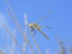 Hawker Dragonfly Stock Photo