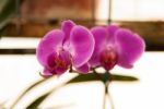 Pink Phalaenopsis Dance Stock Photo