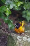 Black-headed Weaver (ploceus Cucullatus) Stock Photo