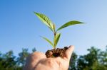 Sapling In Hand Stock Photo