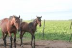 Horses In The Argentine Countryside Stock Photo