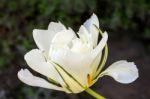 White Hybrid Tulip Stock Photo