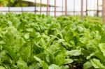 Green Chard Plantation In The Organic Garden Stock Photo