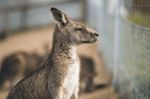 Kangaroo Outside Stock Photo