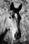 Horse In The Paddock Stock Photo