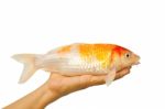 Carp Fish, Koi Fish On Hand Stock Photo